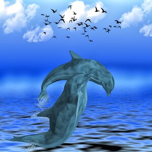 Dolphins animals swim