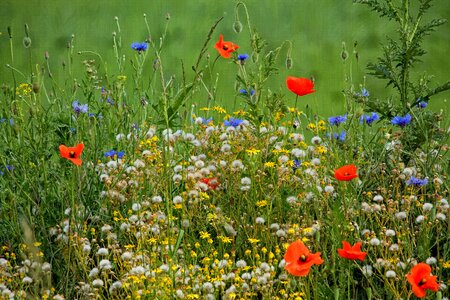 Meadow summer meadow landscape