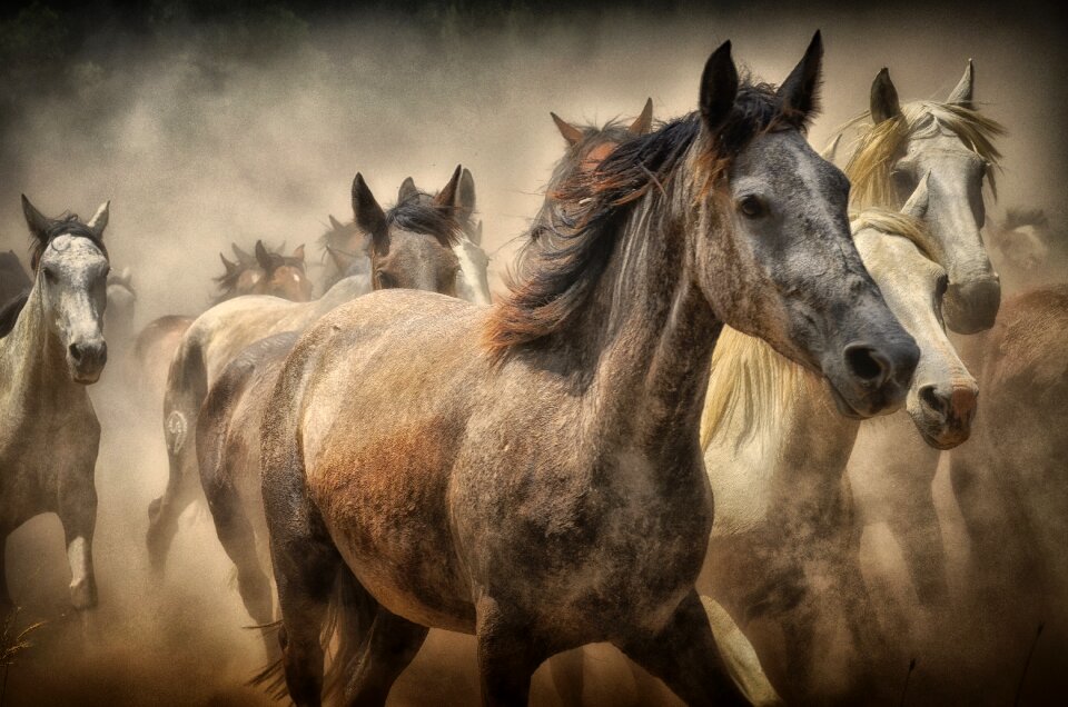 Four legged herd of horses Free illustrations