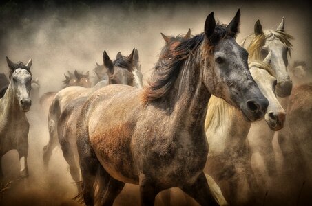 Four legged herd of horses Free illustrations