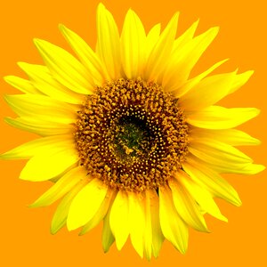 Sun plant blossom