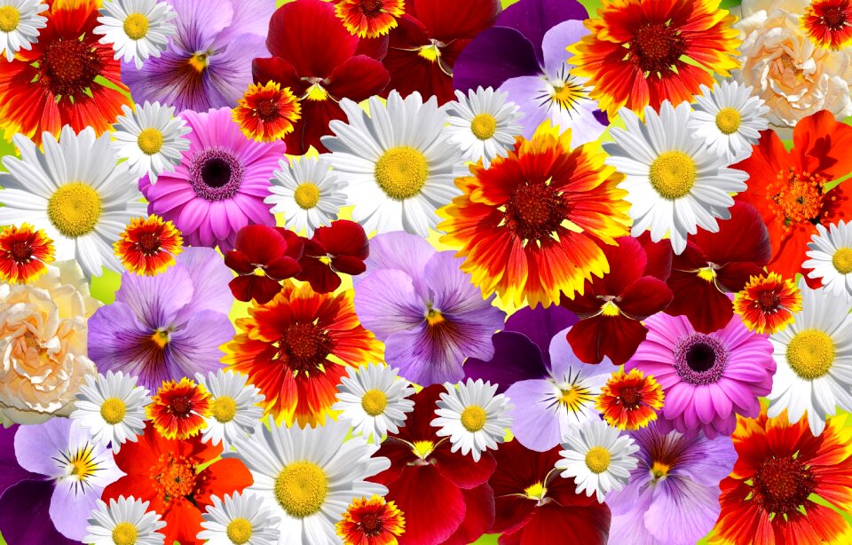 Sea of flowers plant yellow flowers