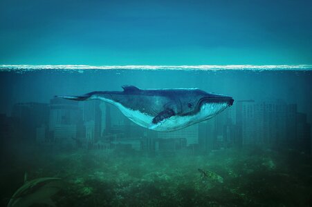 Nature water marine mammals