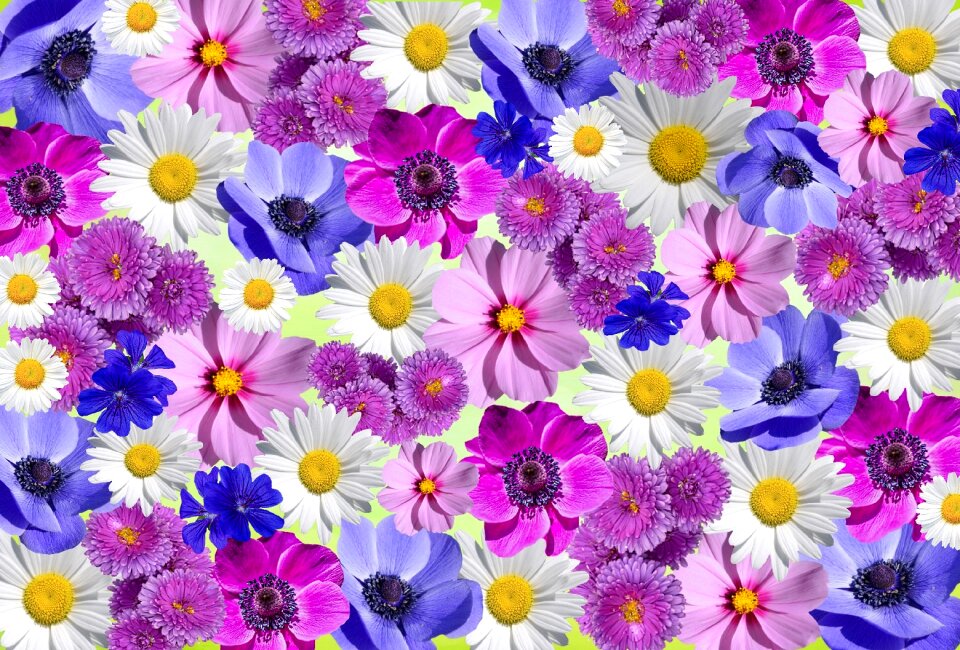 White blossom summer purple flower