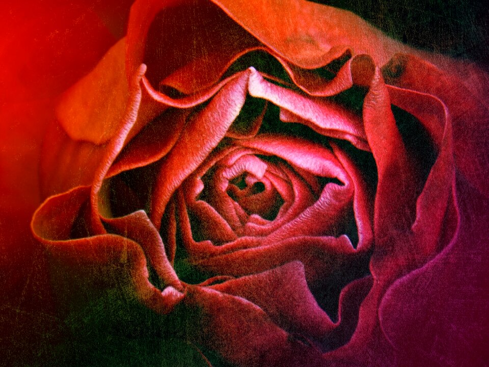 Background texture petals
