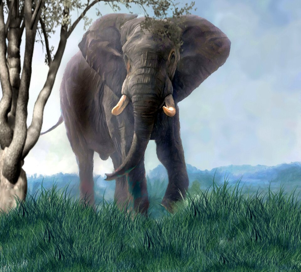 Nature animals Free illustrations