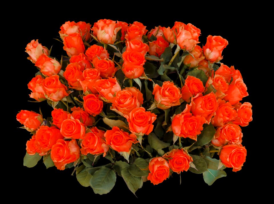 Rose strauss birthday
