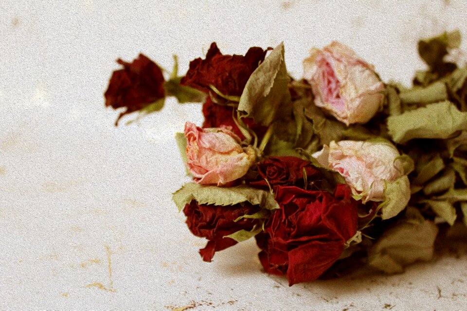 Decoration nature roses
