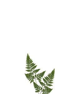 Plant green ornament