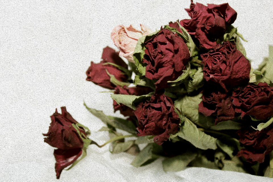 Bouquet of roses romance background