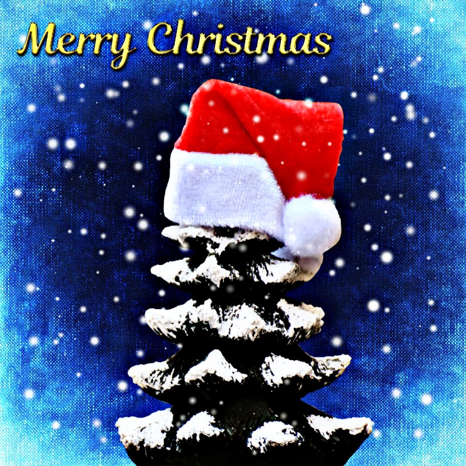 Trees funny santa hat