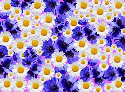 Purple white blossom summer flowers