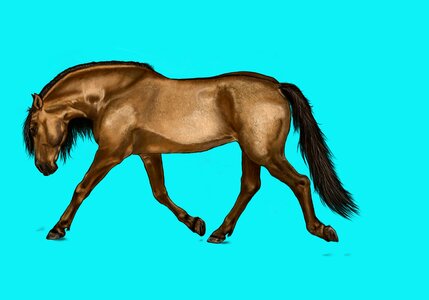 Animal art Free illustrations