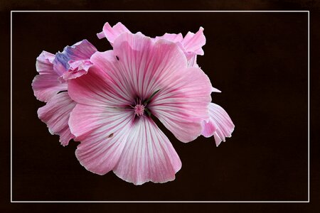 Bloom hollyhock flower flower