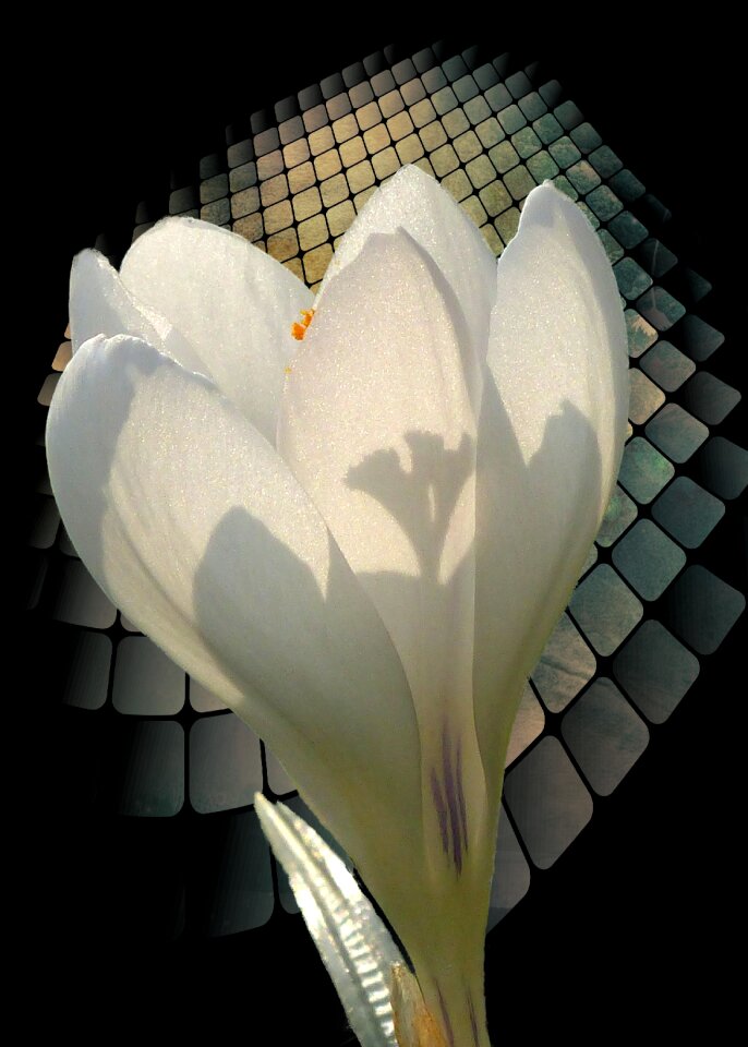 Flower plant background