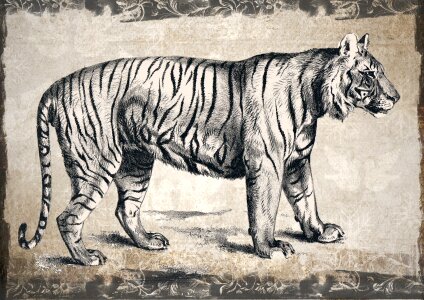 Wild carnivore nature