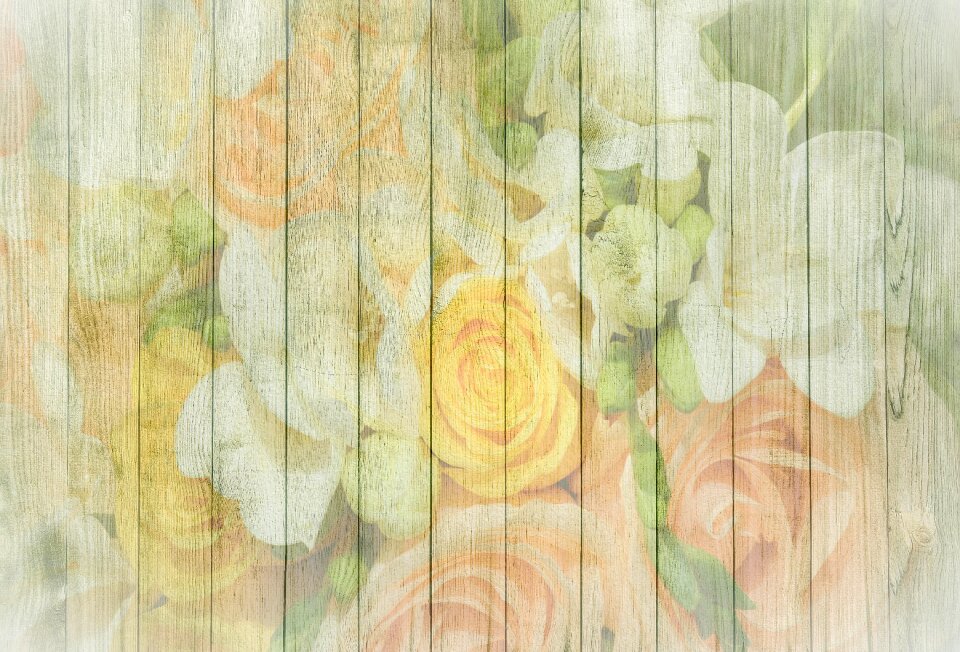 Roses fresh nature