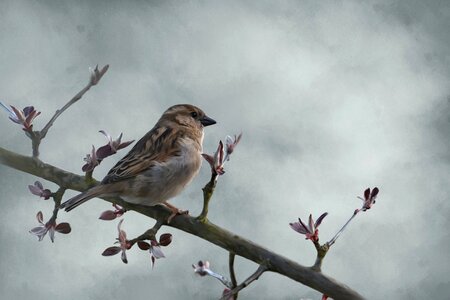 Animal nature birds