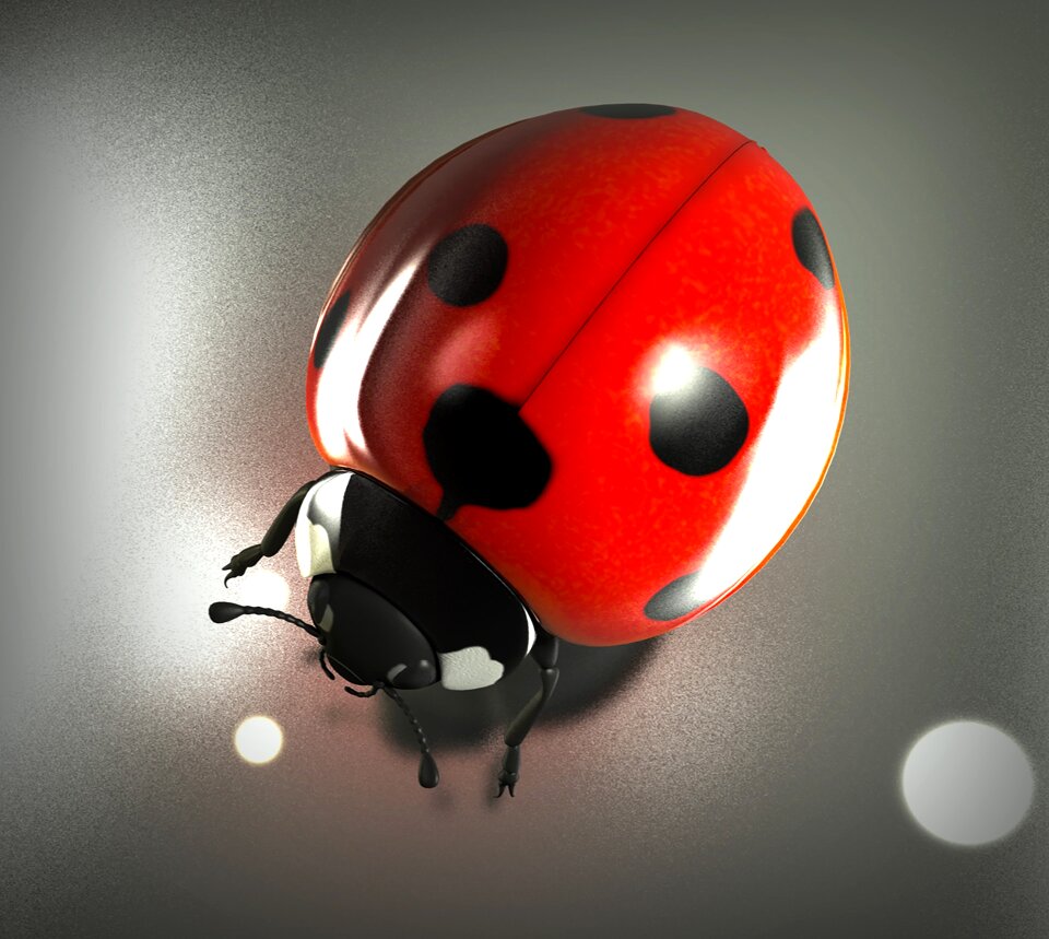 Beetle lucky charm nature