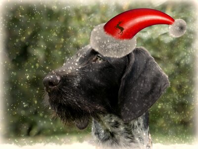Animal animal world christmas eight man hat