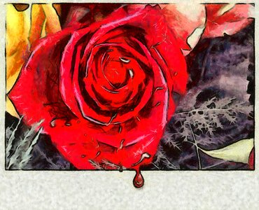 Rose blooms red watercolour