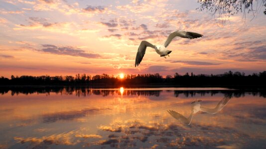 Reflection sea gull seagull