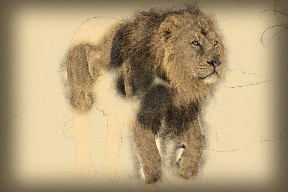 Wild animals big cat mane