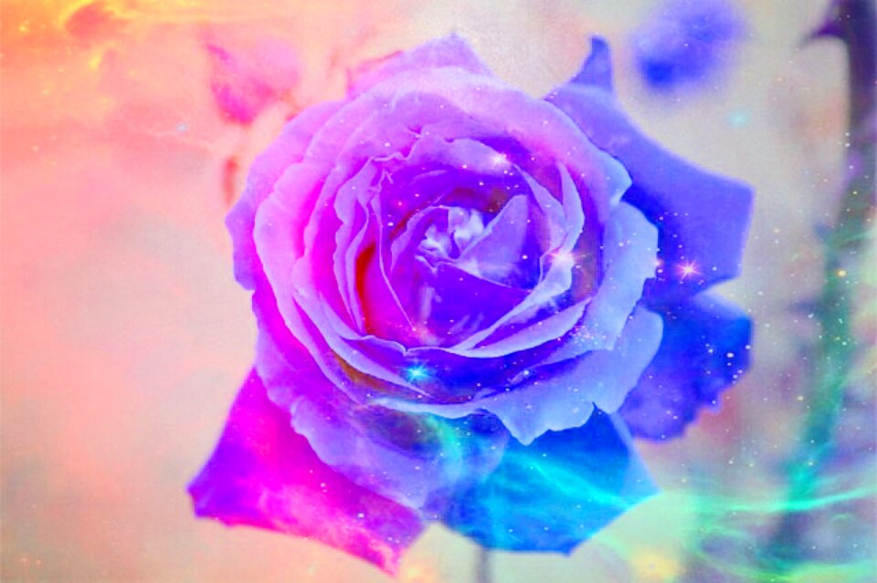 Bloom rose bloom beautiful