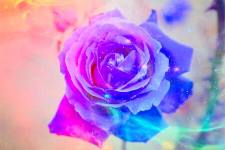 Bloom rose bloom beautiful
