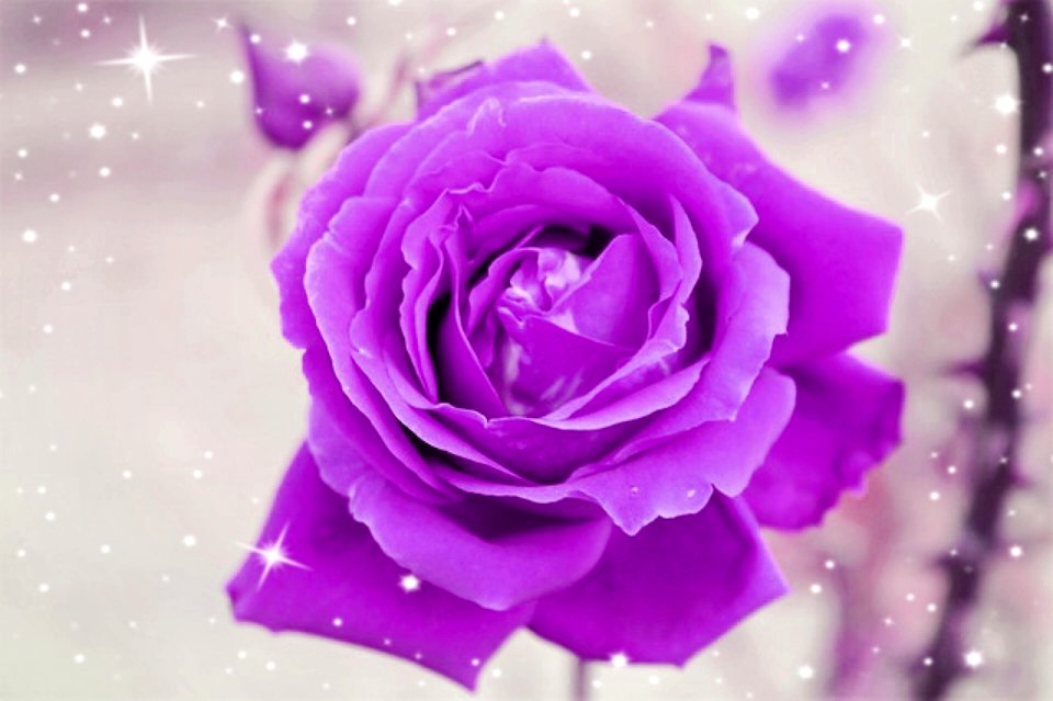 Close up blossom bloom