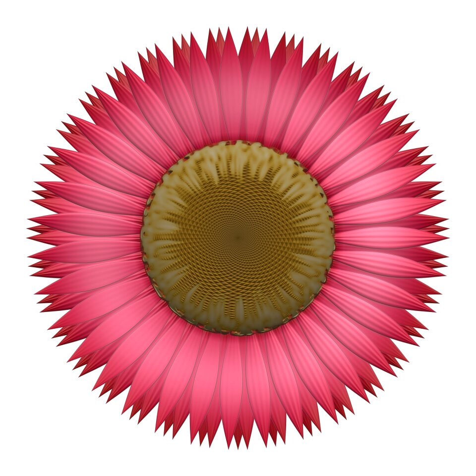 Petals bloom blossom