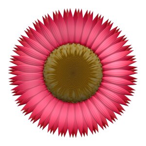 Petals bloom blossom