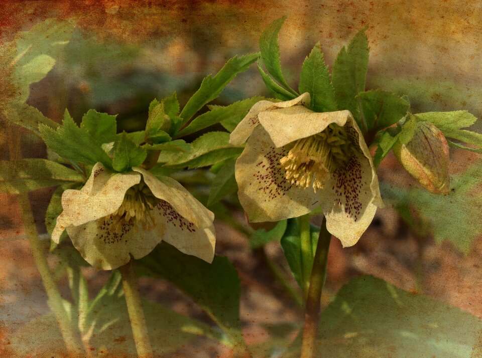 Lenten rose bud flower