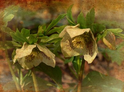Lenten rose bud flower