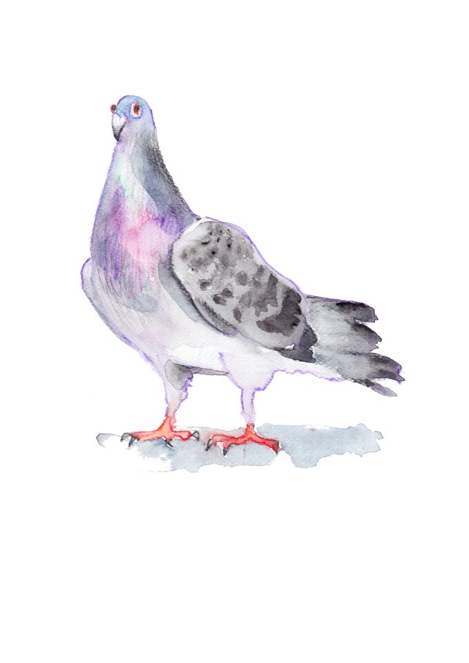 Watercolour bird sketch