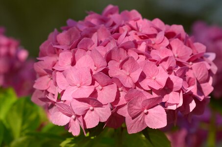 Blossom bloom plant