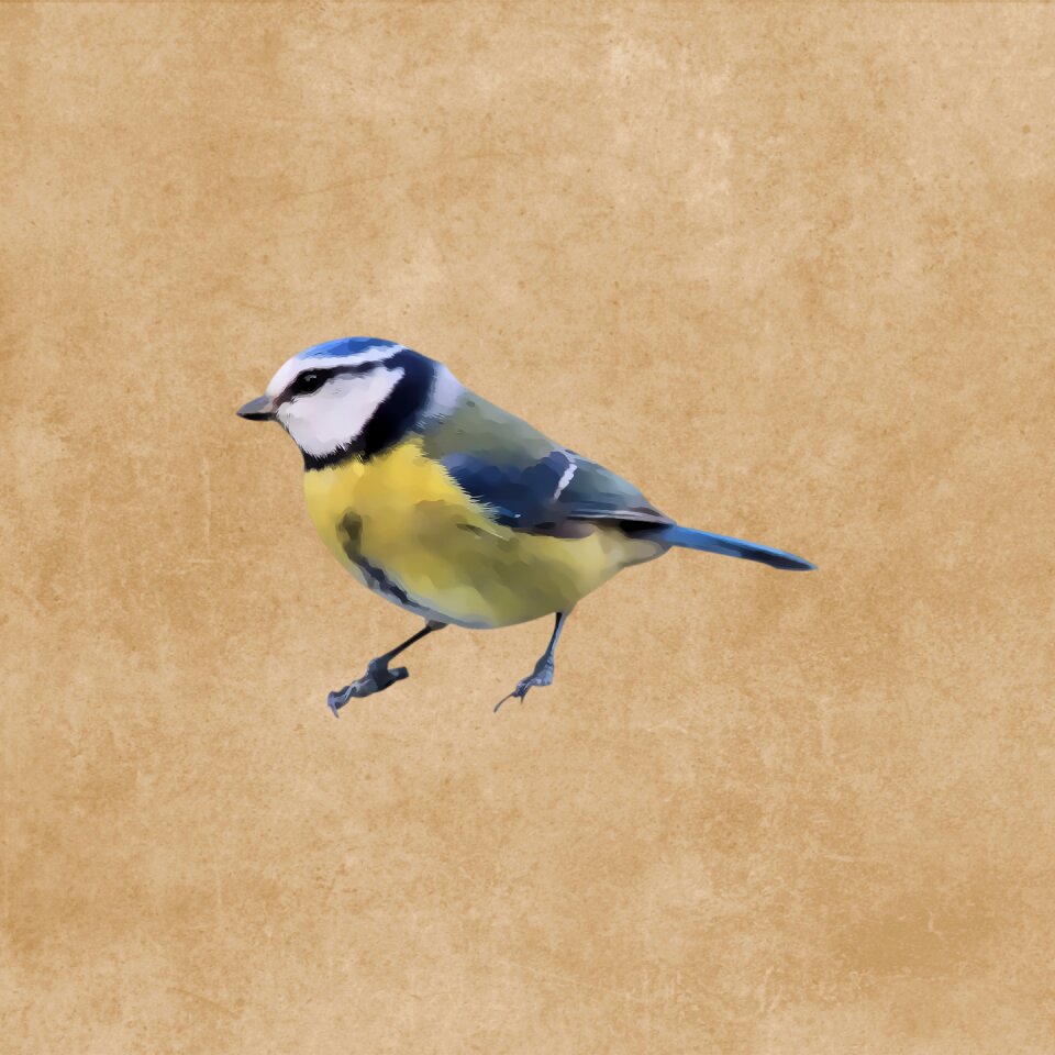 Drawing tit Free illustrations