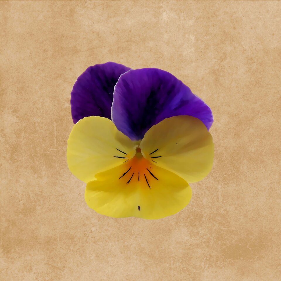 Pansy drawing spring