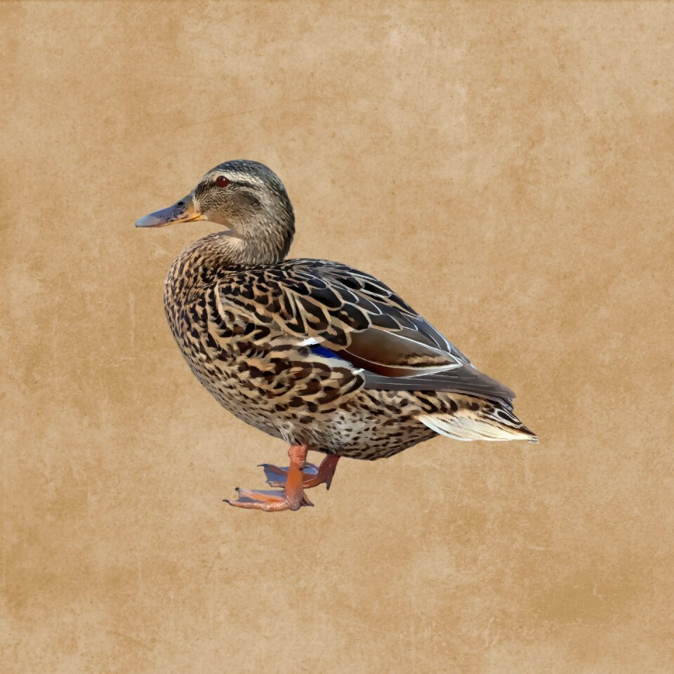 Water bird drawing Free illustrations