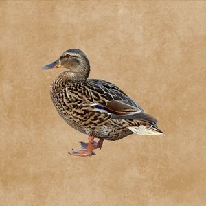 Water bird drawing Free illustrations