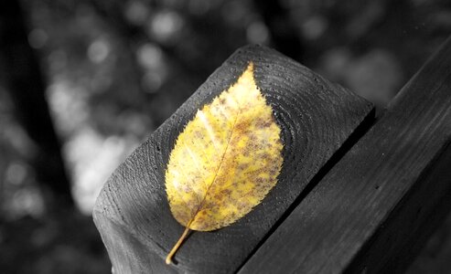 Gold fall leaf gray leaf