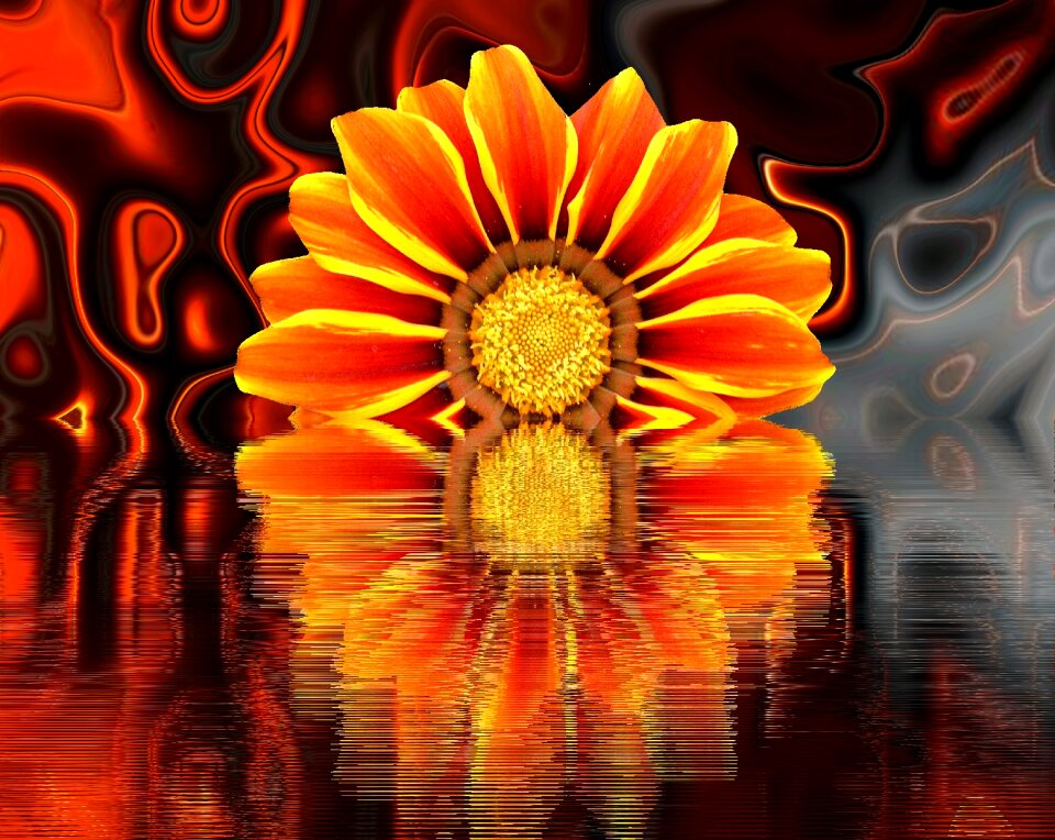 Nature summer orange blossom