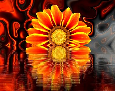 Nature summer orange blossom