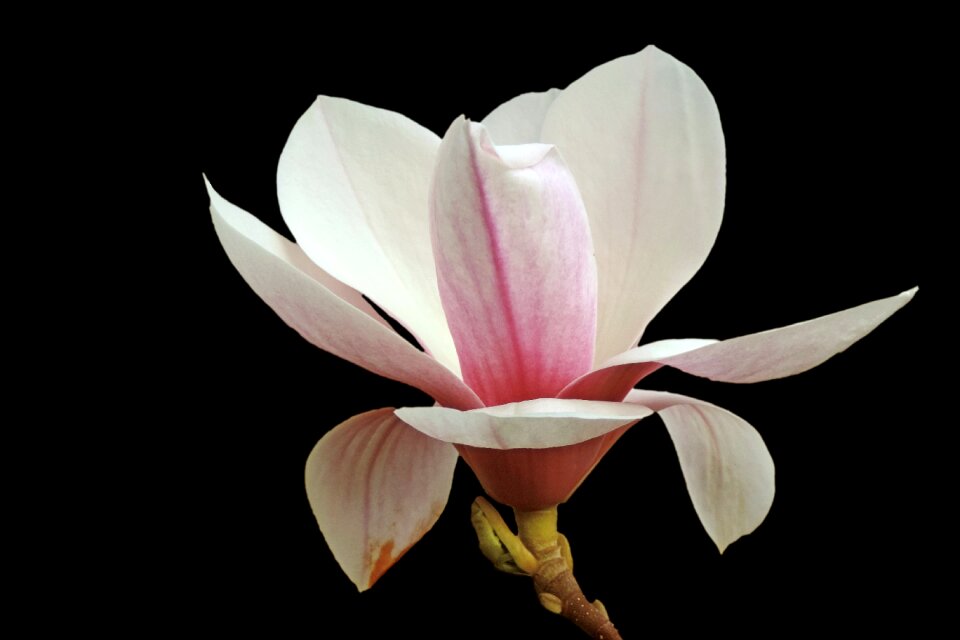 Magnolia black background Free illustrations