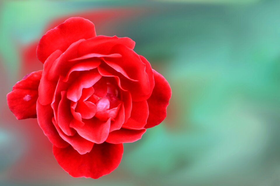 Blossom bloom rose blooms