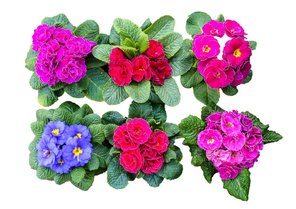 Color spring colorful