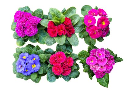 Color spring colorful