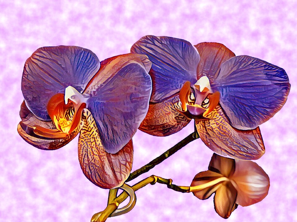 Plant flora Free illustrations
