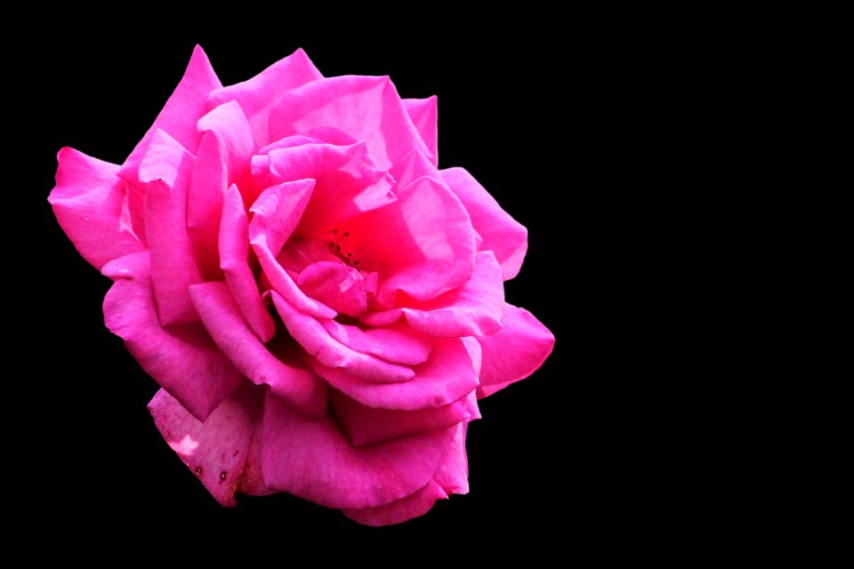 Rose red red rose