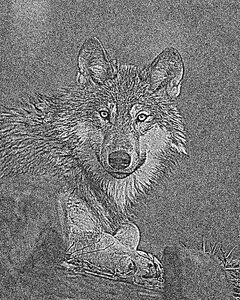 Forest animals Free illustrations
